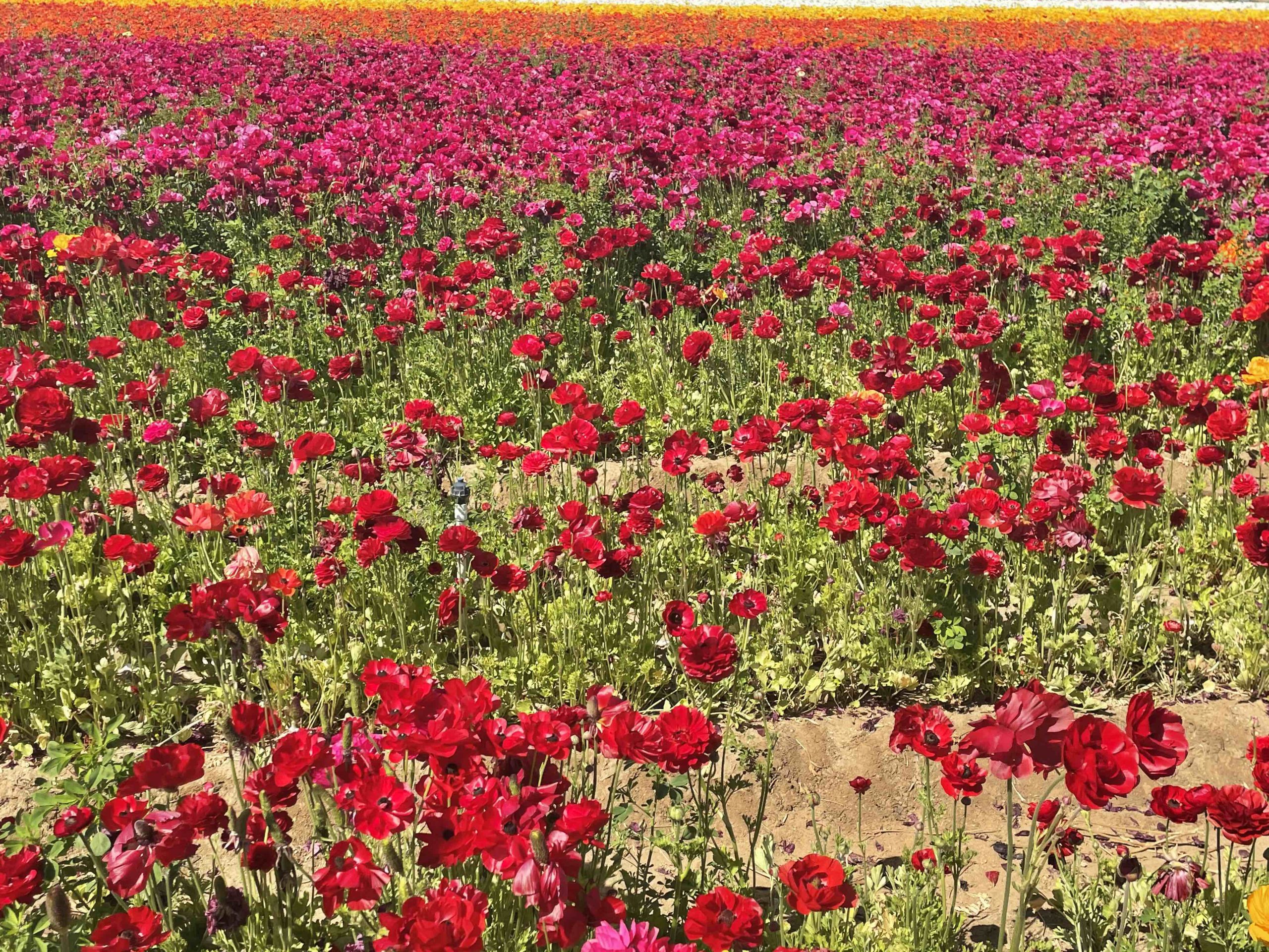 Field of Red FLowers