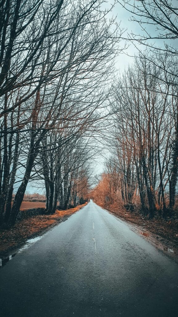 Road lined with bare trees in late autumn